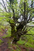 Arbol en el bosque