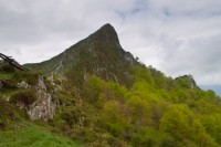 El Cogollu