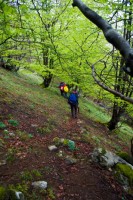Bajando por el bosque.